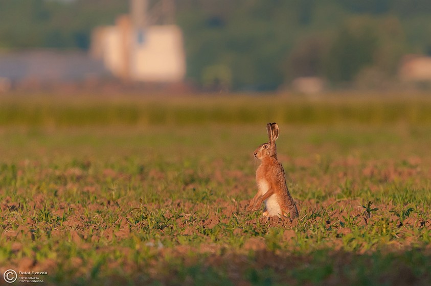 Zajc Szarak, European hare (Lepus europaeus) ... 2015r