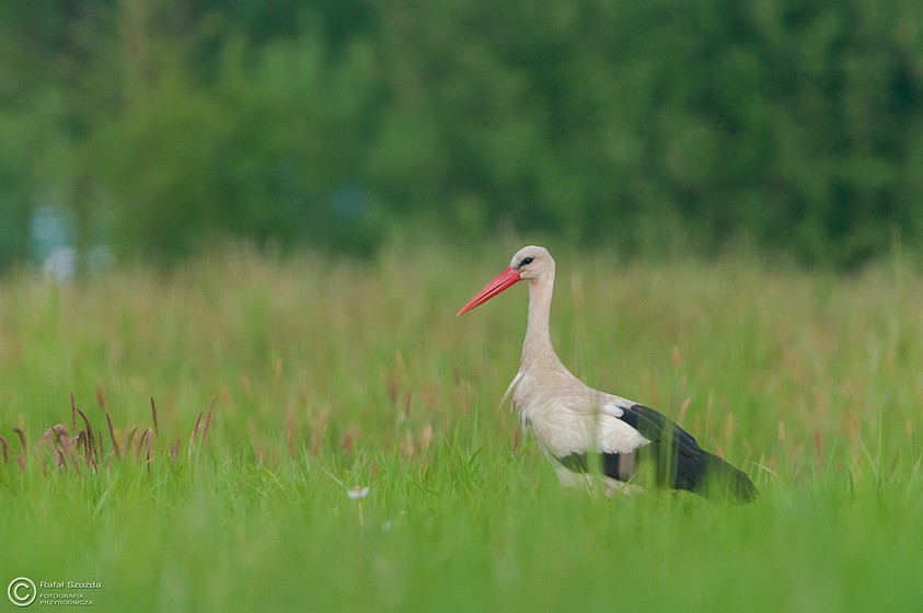 Bocian biay, White Stork (Ciconia ciconia) ... 2015r