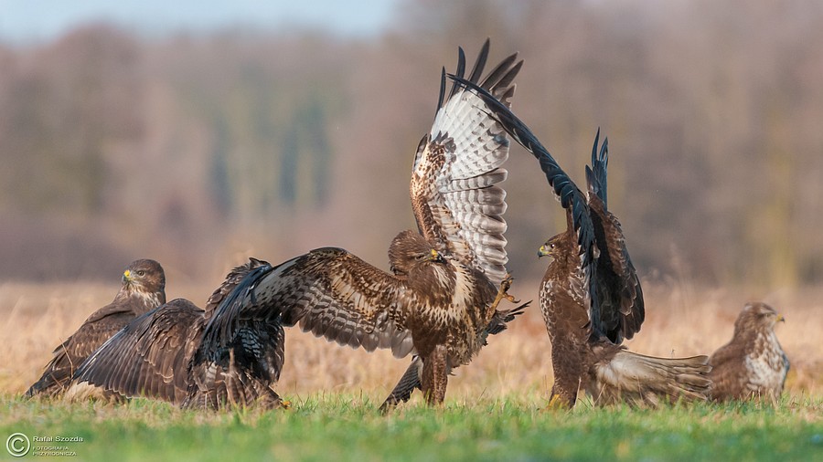 Myszow, Common Buzzard (Buteo buteo) ... 2015r