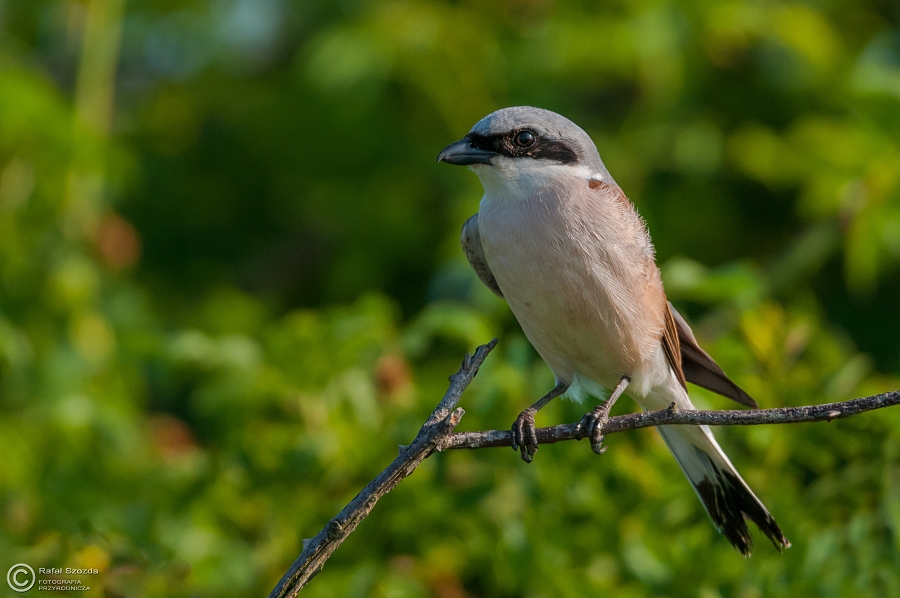 Gsiorek, Red-backed Shrike (Lanius collurio) ... 2015r