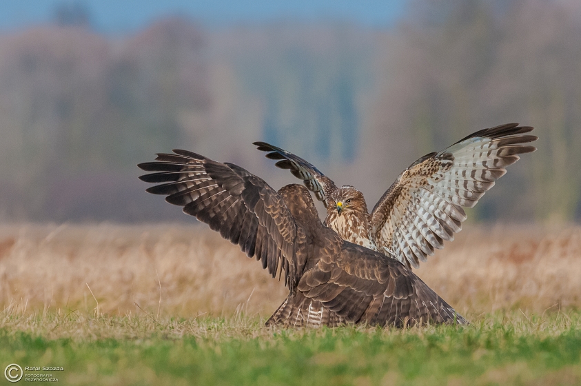 Myszow, Common Buzzard (Buteo buteo) ... 2015r