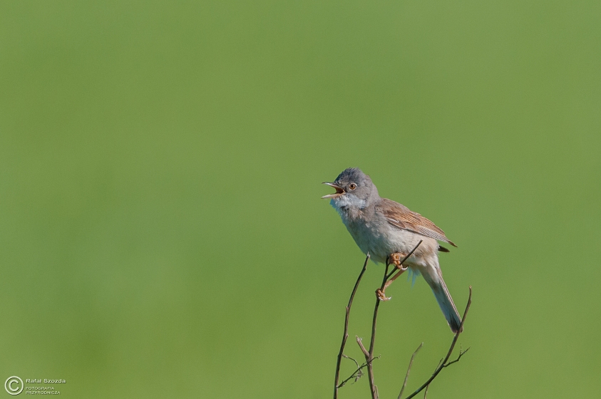 Cierniwka, Common Whitethroat (Sylvia communis) ... 2015r