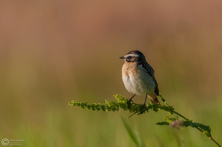 Poklskwa, Whinchat (Saxicola rubetra ... 2015r