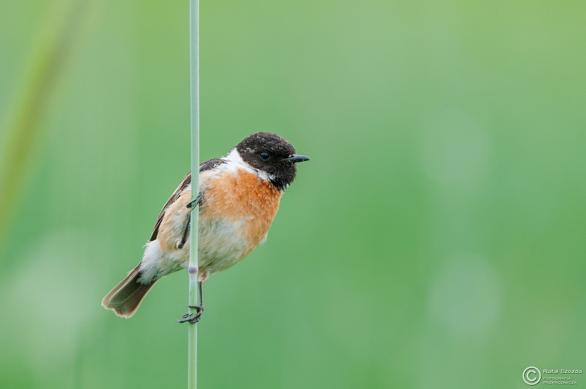 Klskawka, Stonechat (Saxicola rubicola) ... 2015r