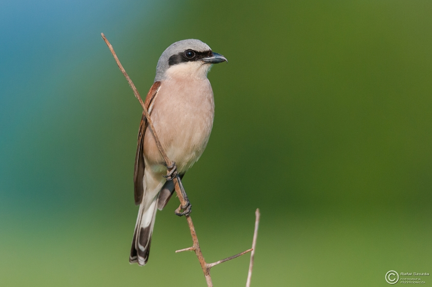 Gsiorek, Red-backed Shrike (Lanius collurio) ... 2015r