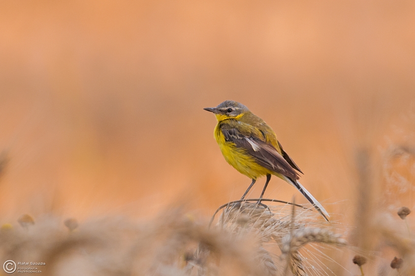 Pliszka ta, Yellow Wagtail (Motacilla flava) ... 2015r