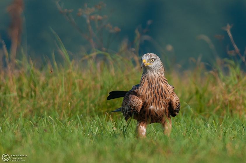 Kania Ruda, Red Kite (Milvus milvus)