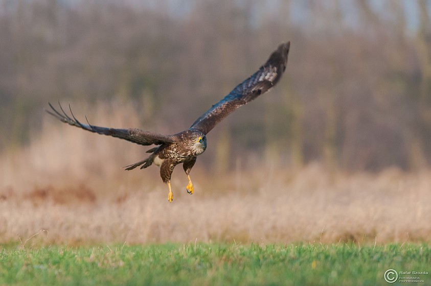 Myszow, Common Buzzard (Buteo buteo) ... 2015r