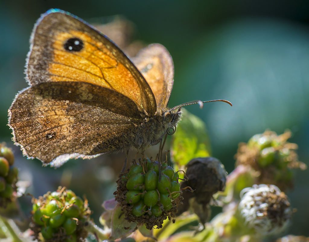 Przestrojnik titonus
