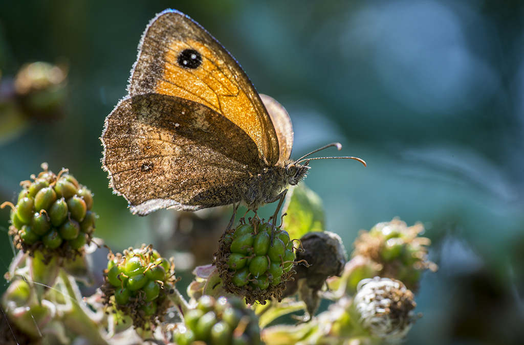 Przestrojnik titonus II