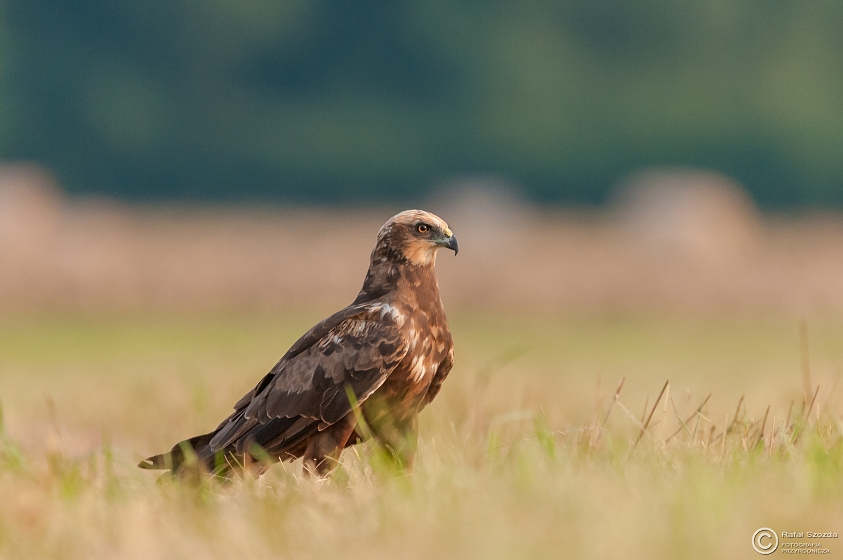 Botniak Stawowy, Western Marsh-Harrier (Circus aeruginosus) ... 2015r
