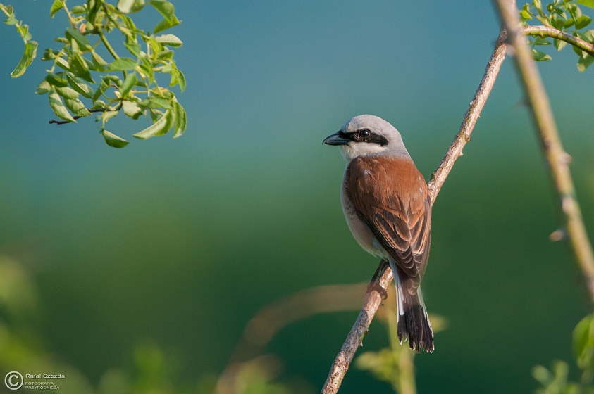 Gsiorek, Red-backed Shrike (Lanius collurio) ... 2015r