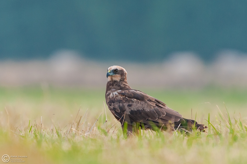 Botniak Stawowy, Western Marsh-Harrier (Circus aeruginosus) ... 2015r