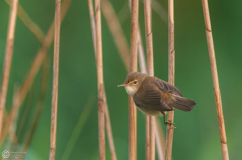 Trzcinniczek, Eurasian Reed-Warbler (Acrocephalus scirpaceus) ... 2015r