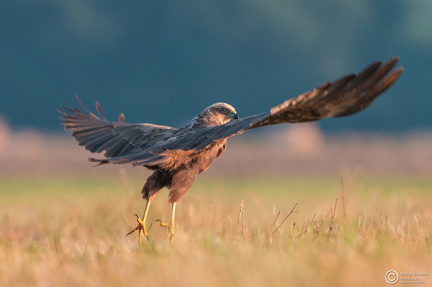 Botniak Stawowy, Western Marsh-Harrier (Circus aeruginosus) ... 2015r