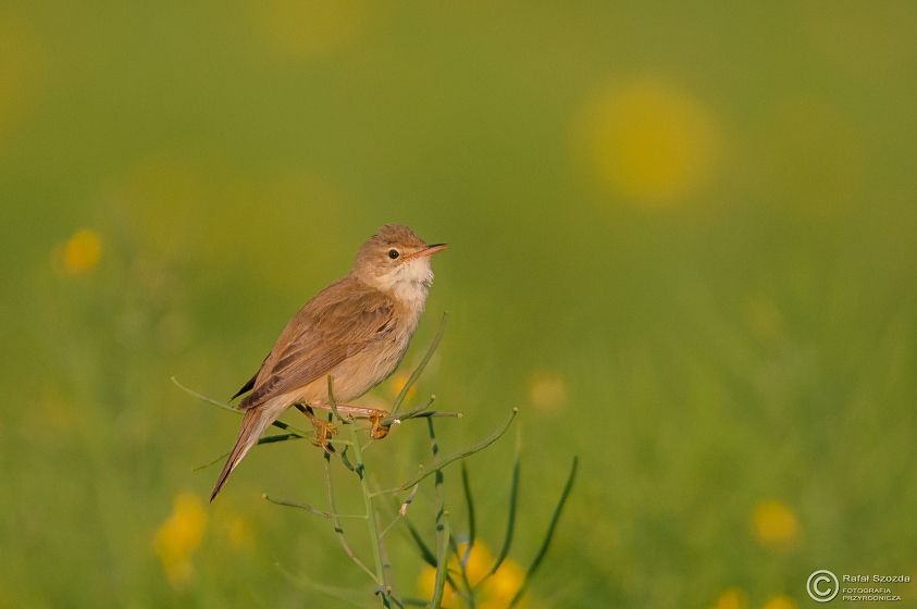ozwka, Marsh Warbler (Acrocephalus palustris) ... 2015r