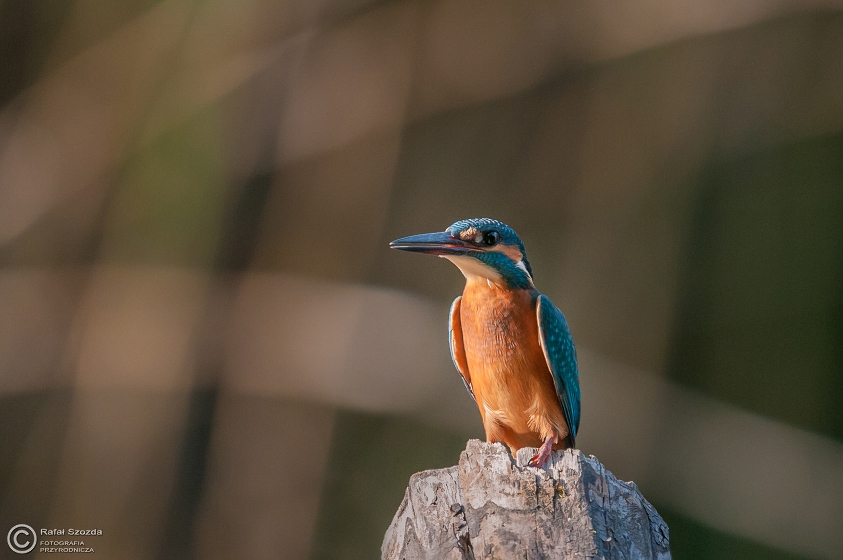Zimorodek, Common Kingfisher (Alcedo atthis) ... 2015r