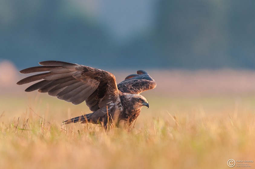 Botniak Stawowy, Western Marsh-Harrier (Circus aeruginosus) ... 2015r