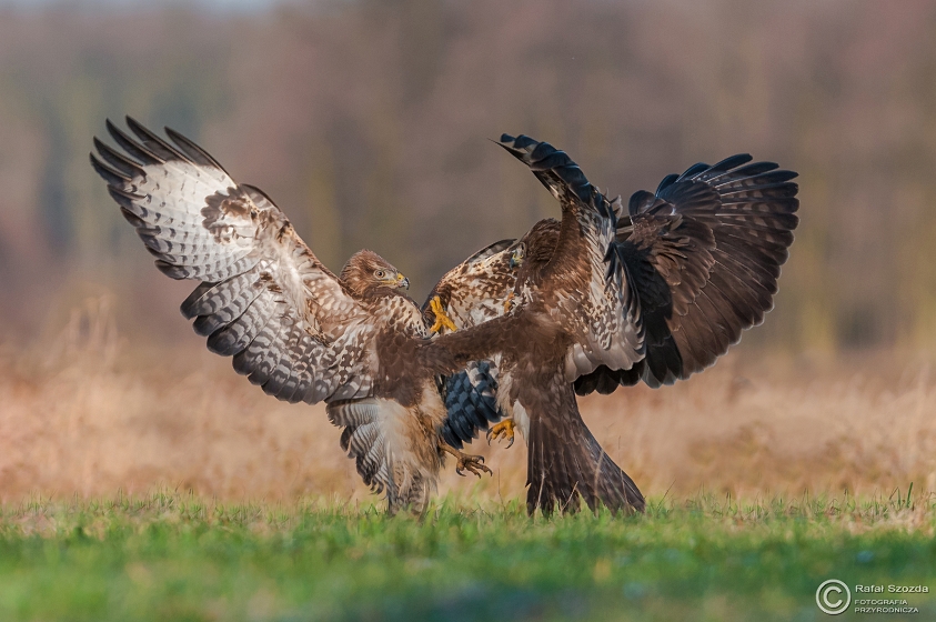 Myszow, Common Buzzard (Buteo buteo) ... 2015r
