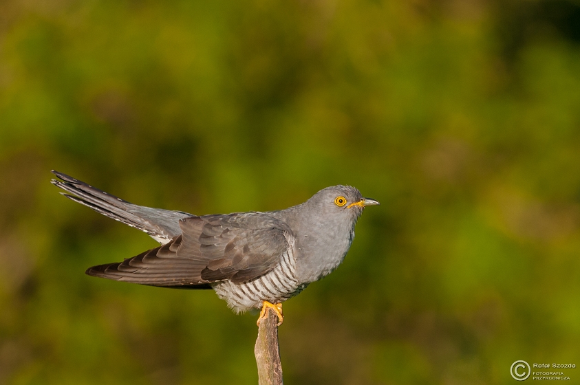 Kukuka, Common Cuckoo (Cuculus canorus) ... 2015r