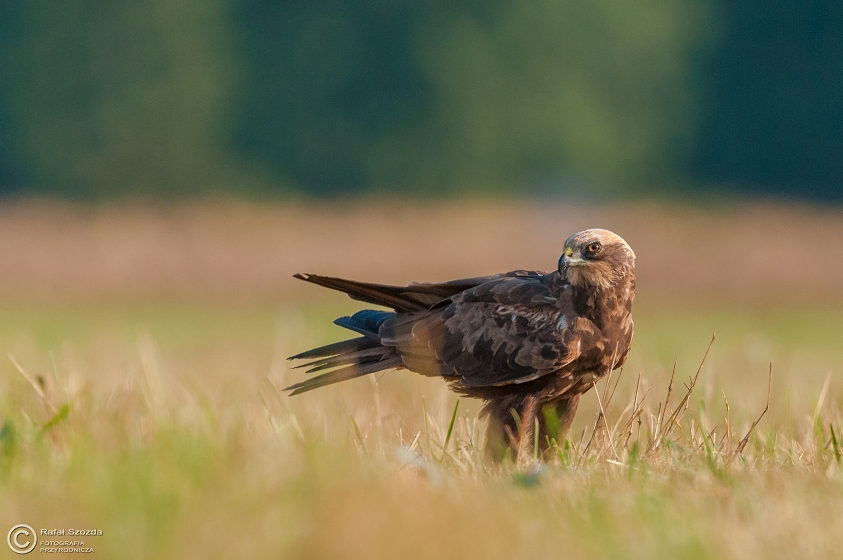 Botniak Stawowy, Western Marsh-Harrier (Circus aeruginosus) ... 2015r