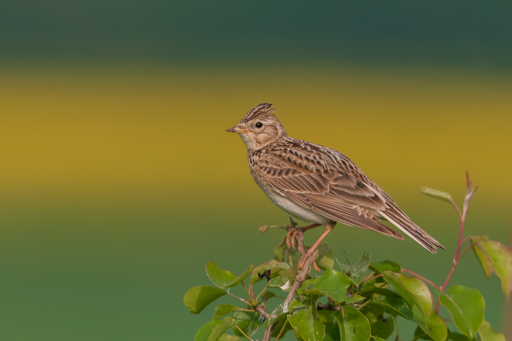 Skowronek, Sky Lark (Alauda arvensis) ... 2015r