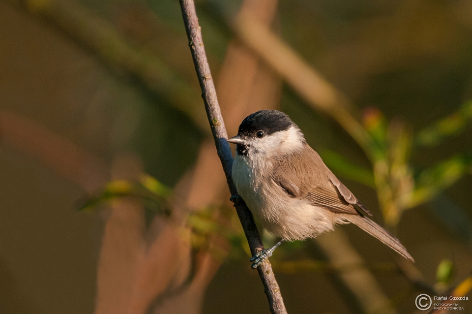 Sikora Uboga, Marsh Tit (Poecile palustris) ... 2015r