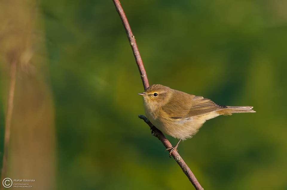 Pierwiosnek, Common Chiffchaff (Phylloscopus collybita) ... 2015r