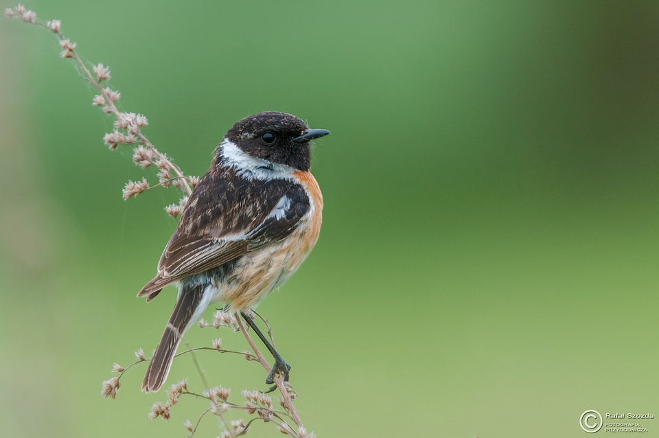 Klskawka, Stonechat (Saxicola rubicola) ... 2015r