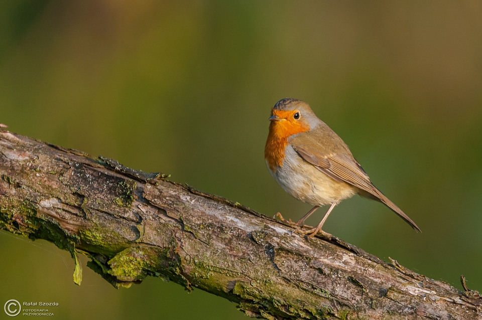 Rudzik, European Robin (Erithacus rubecula) ... 2015r