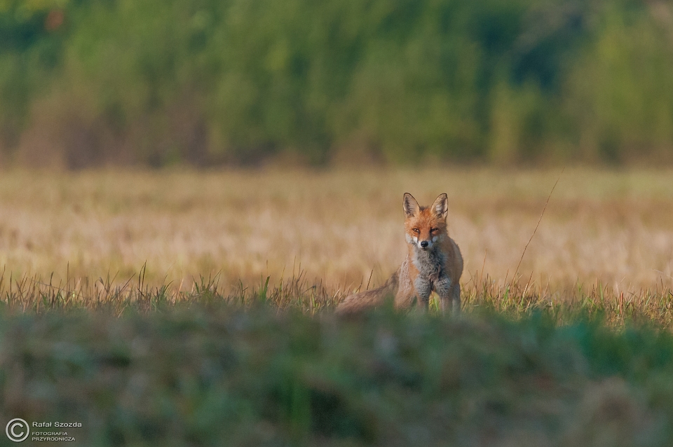 Lis, Fox (Vulpes vulpes) ... 2015r