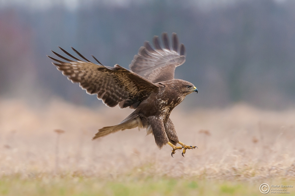 Myszow, Common Buzzard (Buteo buteo) ... 2015r