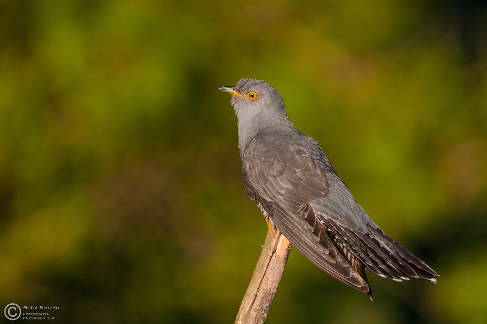 Kukuka, Common Cuckoo (Cuculus canorus) ... 2015r