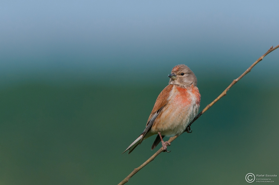 Makolgwa, Eurasian Linnet (Carduelis cannabina) ... 2015r