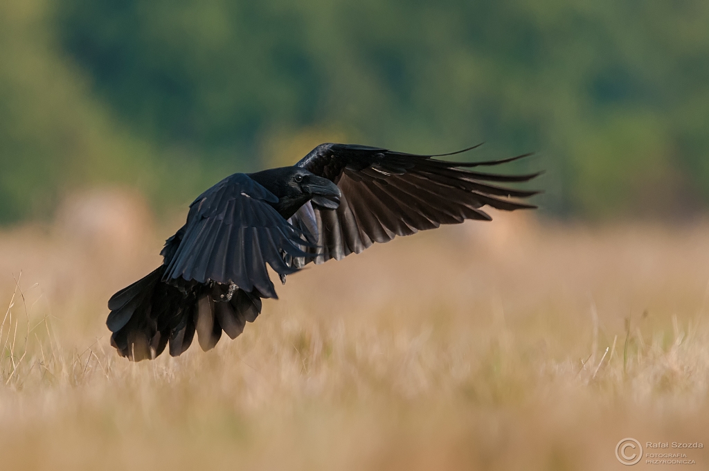 Kruk, Common Raven (Corvus corax) ... 2015r