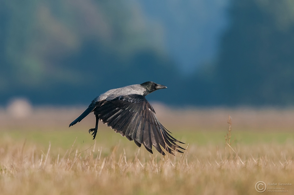 Wrona siwa, Hooded Crow (Corvus cornix) ... 2015r
