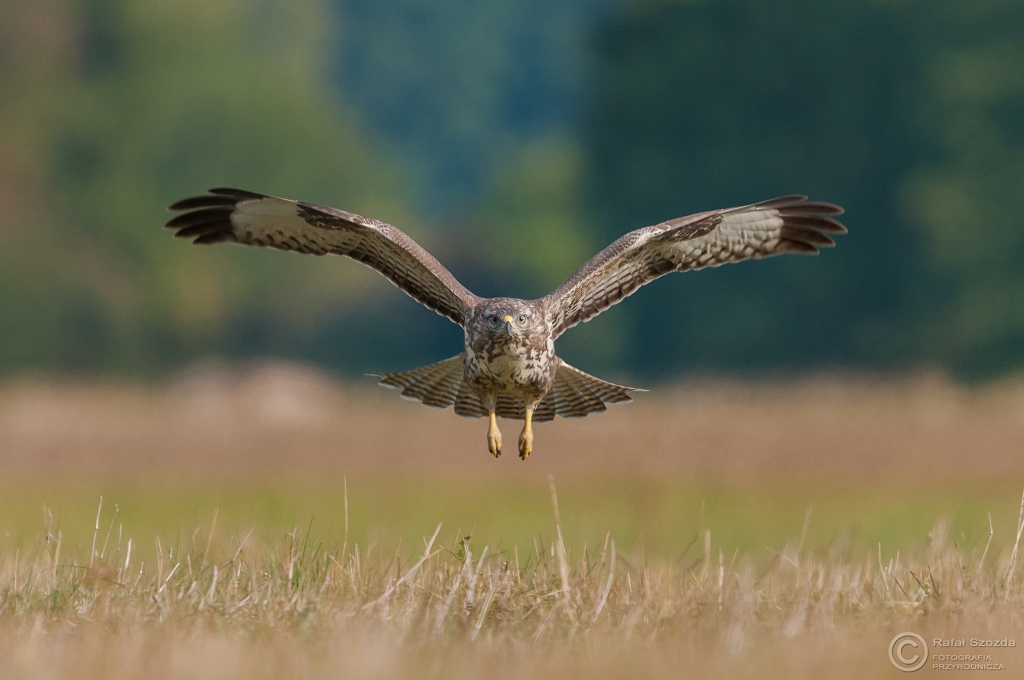 Myszow, Common Buzzard (Buteo buteo) ... 2015r