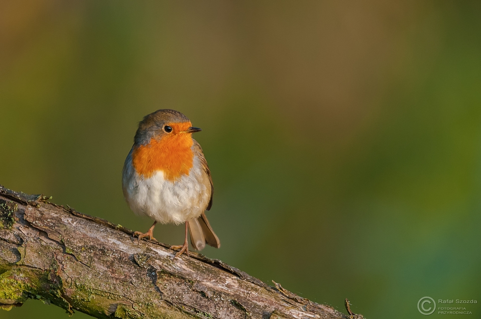 Rudzik, European Robin (Erithacus rubecula) ... 2015r