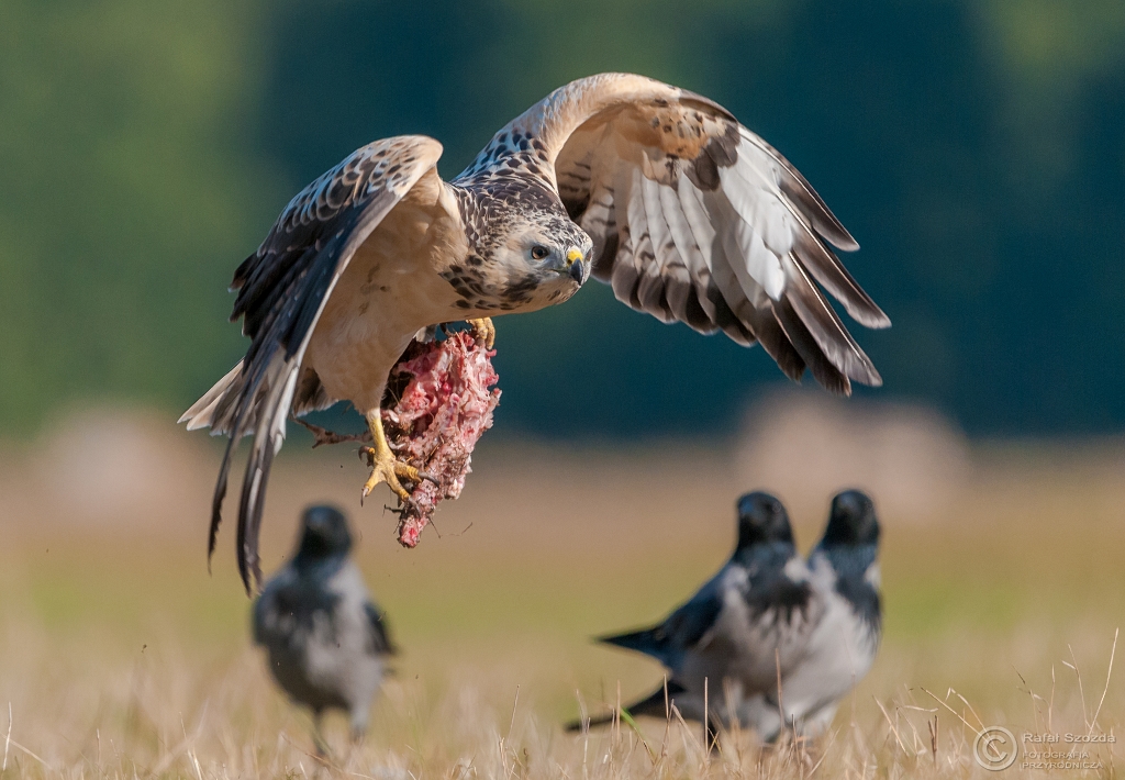 Biaas zodziej jeden ...Myszow, Common Buzzard (Buteo buteo) ... 2015r