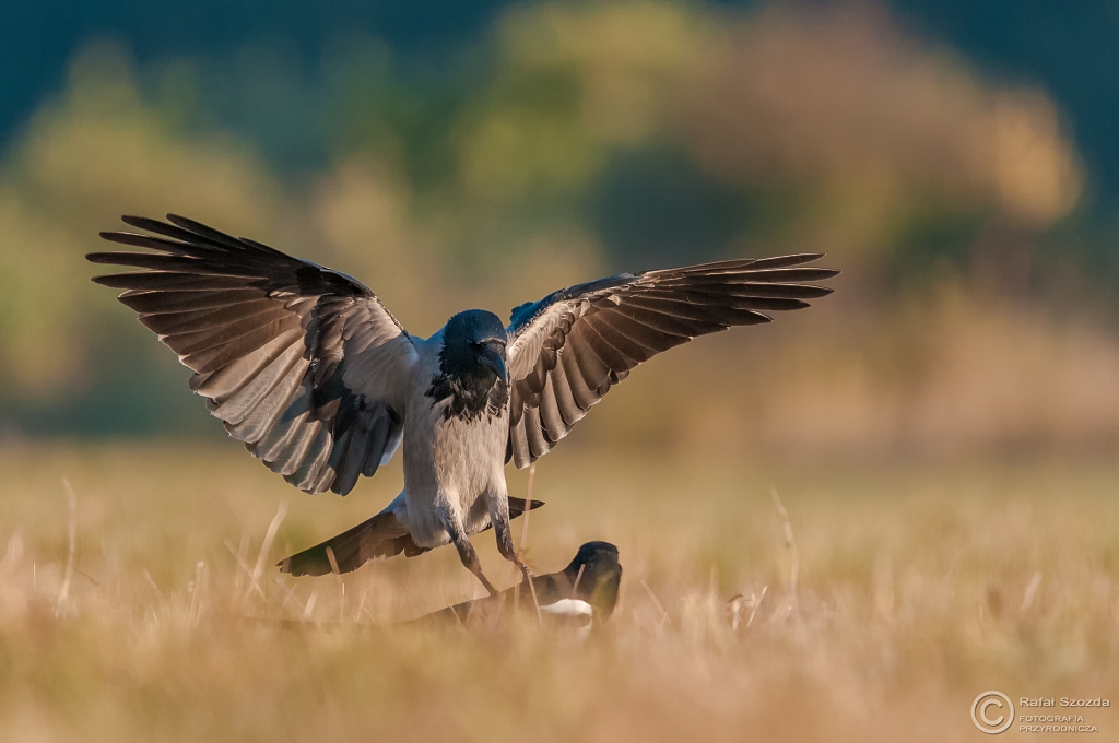 Wrona siwa, Hooded Crow (Corvus cornix) ... 2015r