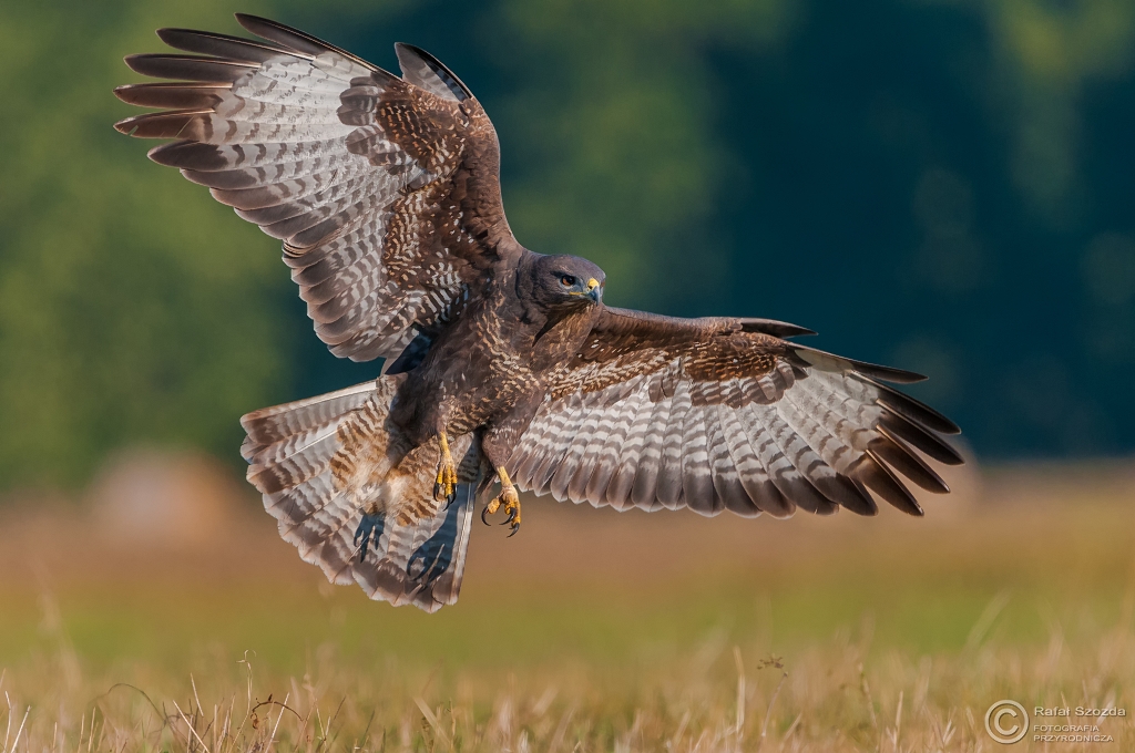 Myszow, Common Buzzard (Buteo buteo) ... 2015r