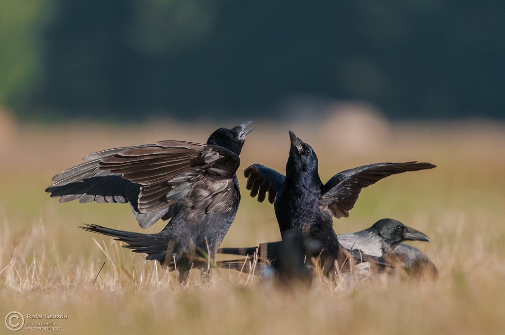 Czarnowron, Carrion crow (Corvus corone) ... 2015r
