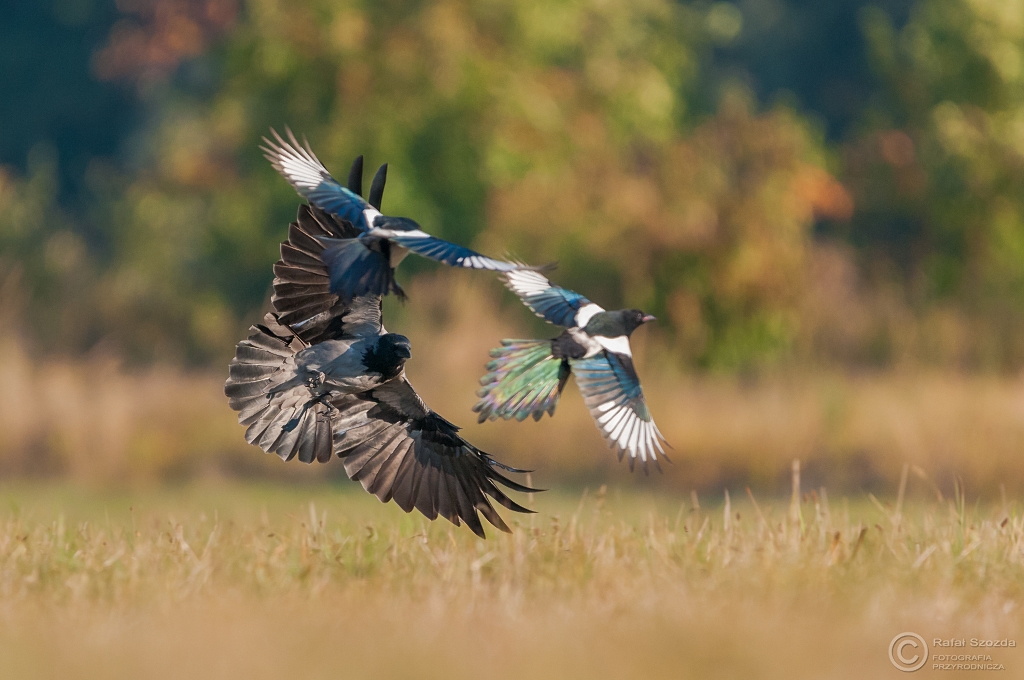 Latawce, dmuchawce ... Wiatr ...  Wrona siwa, Hooded Crow (Corvus cornix) ... 2015r