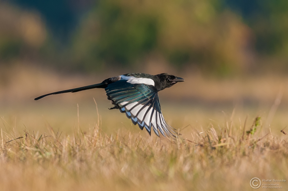 Sroka, Eurasian Magpie (Pica pica) ... 2015r