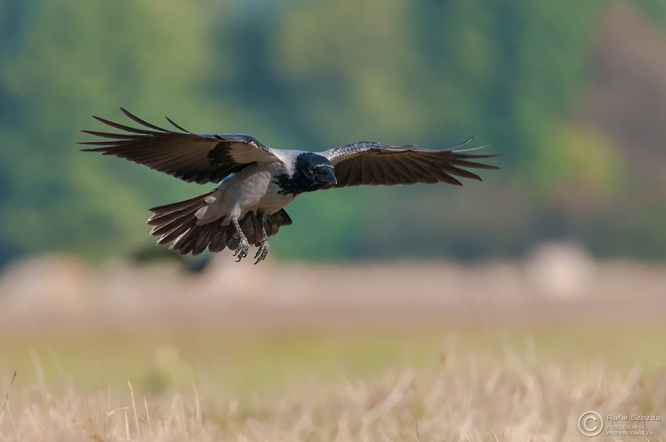 Wrona siwa, Hooded Crow (Corvus cornix) ... 2015r