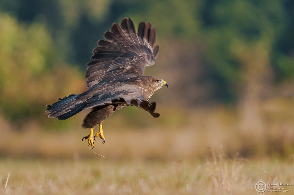 Myszow, Common Buzzard (Buteo buteo) ... 2015r