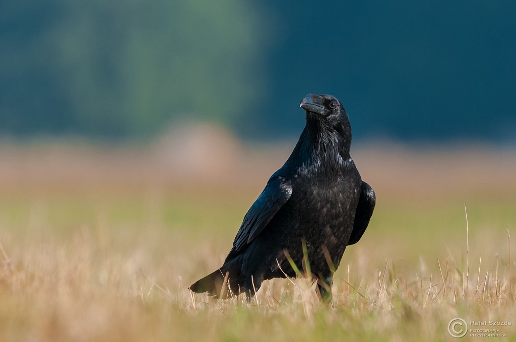 Kruk, Common Raven (Corvus corax) ... 2015r