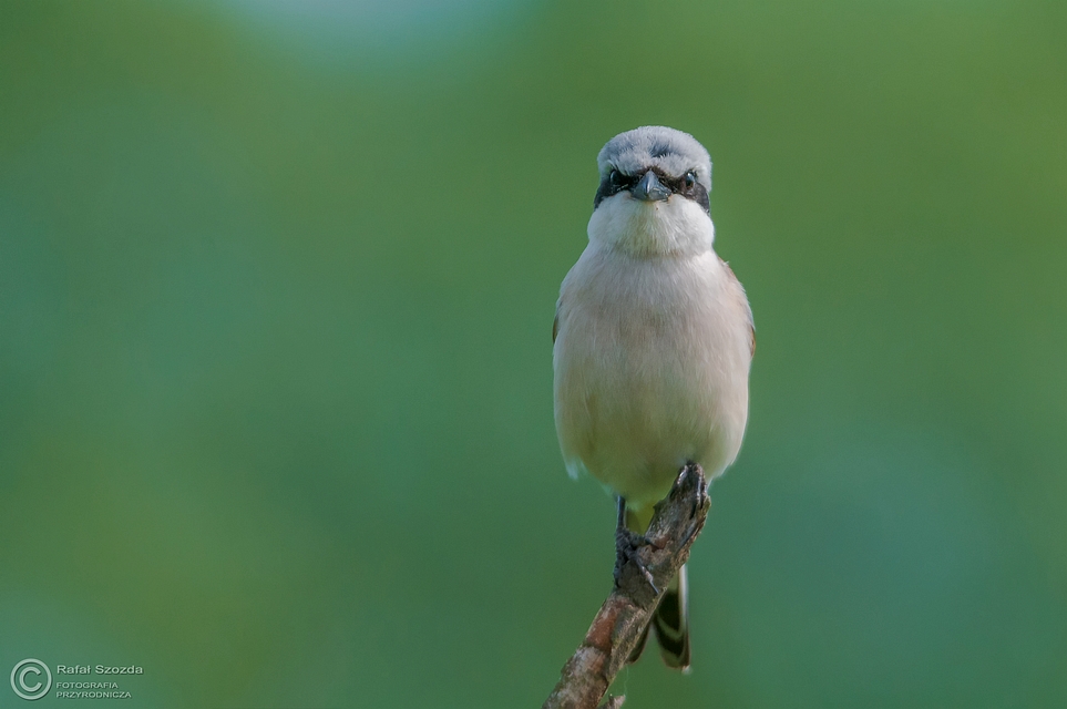 Gsiorek, Red-backed Shrike (Lanius collurio) ... 2015r