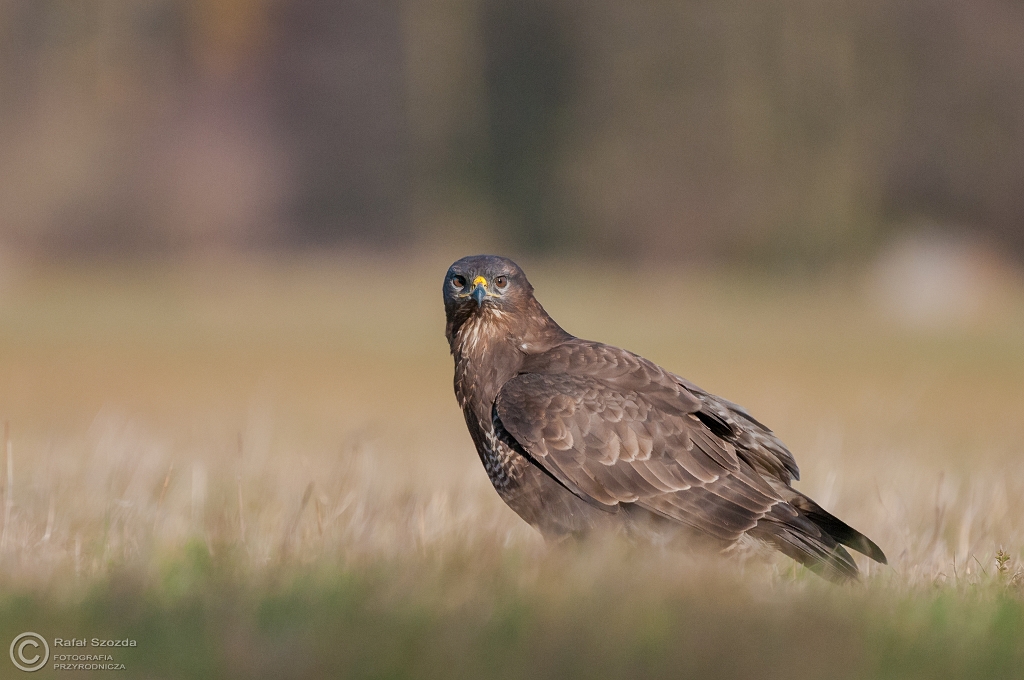 Myszow, Common Buzzard (Buteo buteo) ... 2015r