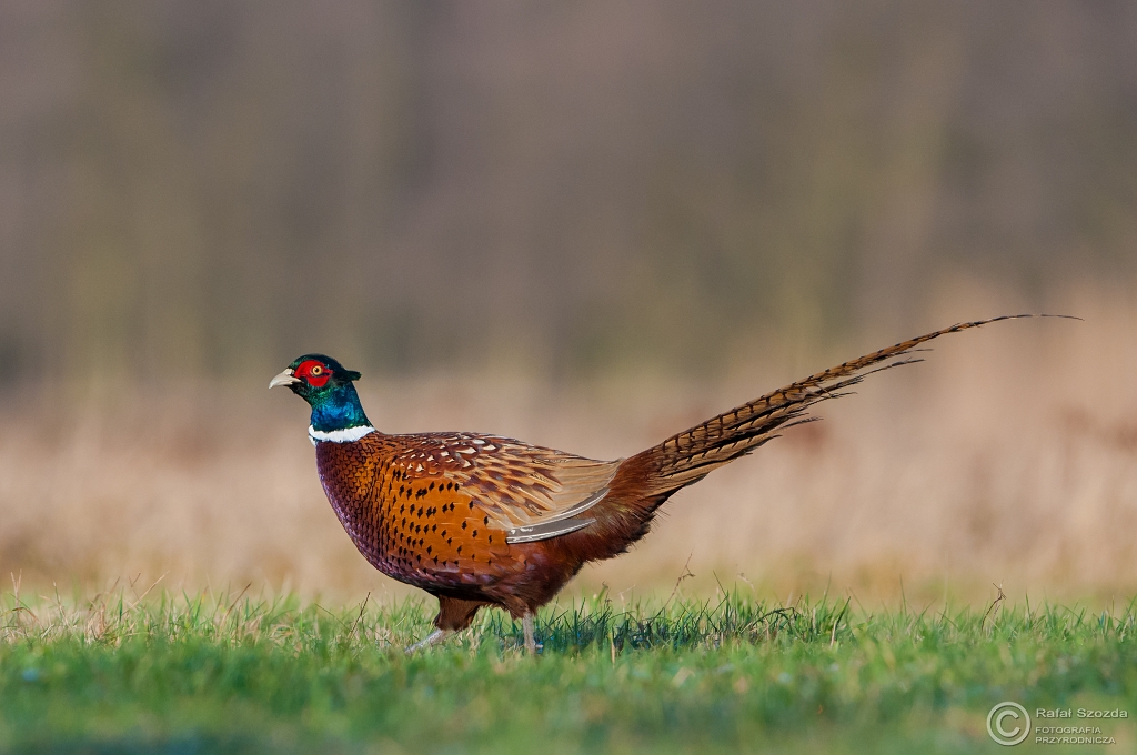 Baant, Common Pheasant (Phasianus colchicus) ... 2015r.